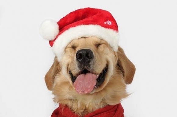 dog-Christmas.jpg