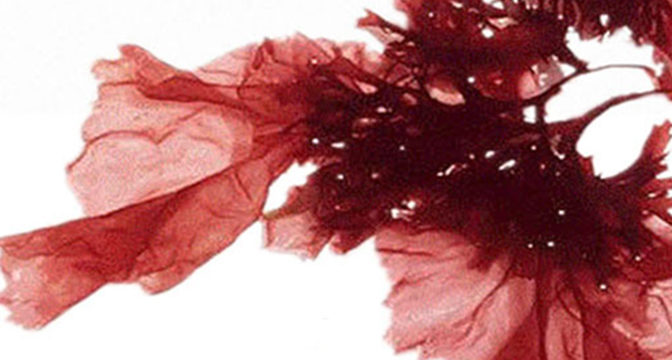 Astaxanthin