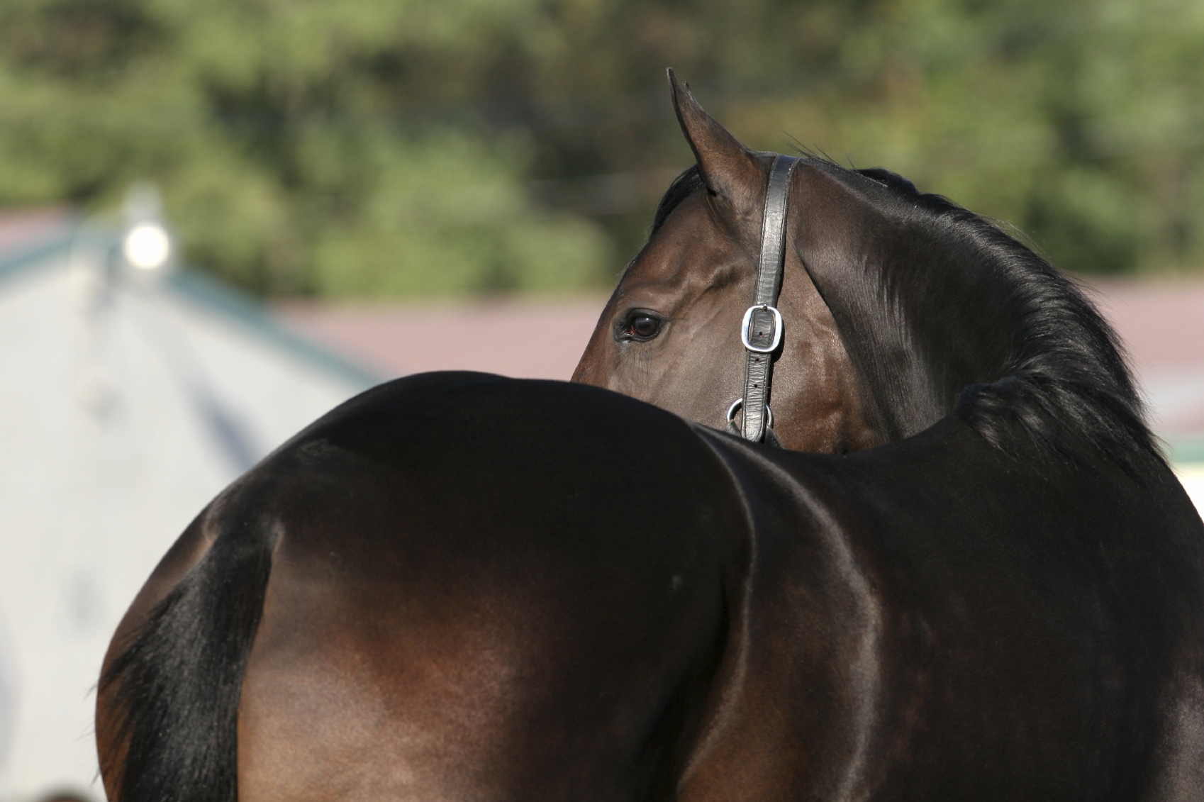 Feeding the Hindgut Ulcer Horse BioStar US