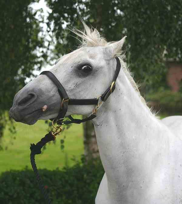 Managing Stress in Our Horses & Ourselves