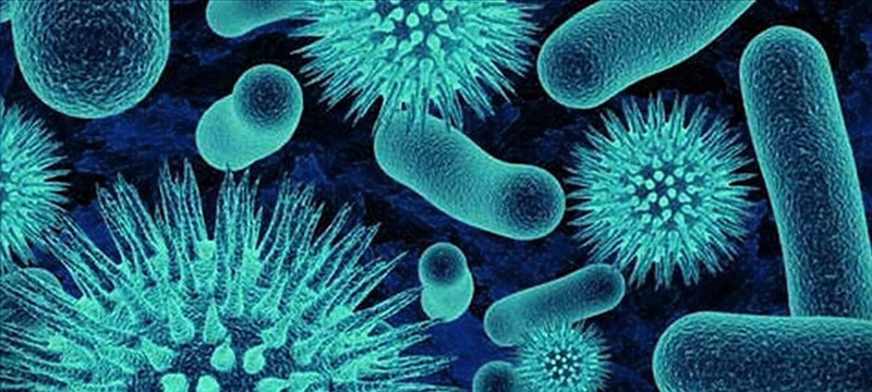 Lactobacillus rhamnosus: An Underrated Probiotic Player - BioStar US